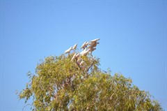 What can the birds tell us?