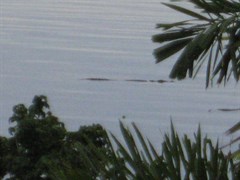 HEY THERE'S A CROC
