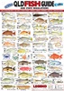 QLD Fish ID Card