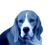 Pets/Animals Blogs