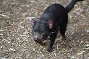 Australia's Native Wildlife