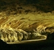 Stockyard Gully