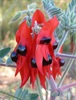 Finding Wildflowers in WA
