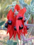 Article Spotlight - Finding Wildflowers in WA