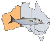 Article Spotlight - Fishing Spots in WA