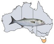 Article Spotlight - Fishing Spots in TAS
