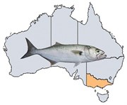 Fishing Spots in VIC