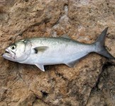 Article Spotlight - Fish Species