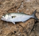 Fish Species