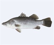 Barramundi