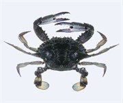 Credit: CSIRO Marine and Atmospheric Research