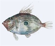 Credit: CSIRO Marine and Atmospheric Research