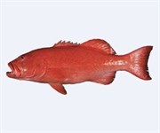 Coral Trout