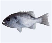 Credit: CSIRO Marine and Atmospheric Research