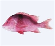 Credit: CSIRO Marine and Atmospheric Research