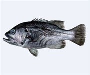 Credit: CSIRO Marine and Atmospheric Research