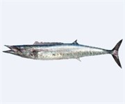 Wahoo