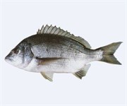 Credit: CSIRO Marine and Atmospheric Research