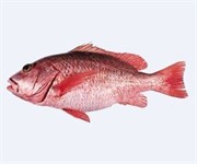Credit: CSIRO Marine and Atmospheric Research