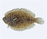 Credit: CSIRO Marine and Atmospheric Research