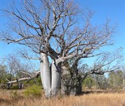 Gregory National Park