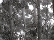 Snowclad gum trees