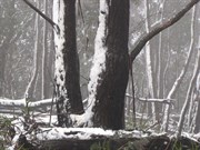 Snow coated gums