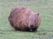 A very hairy wombat