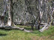 The stock yards at Lovicks Hut