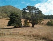 Wonnangatta Station Cemetery