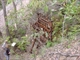 Portable Steam Engine - New Good Hope Battery