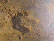 Dinosaur Footprint