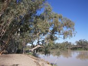 Cooper Creek - At Burkes Monument