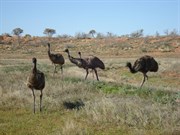 Emus on the Bore track