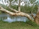 Coongan Pool