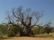 Police Tree: 2001