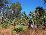Mitchell Plateau fan palms