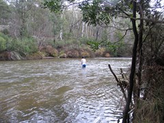 Murray River Ford - Checking a very cold 80cm water depth July 07 