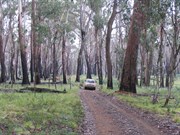 Forest burnt by 2003 bushfires