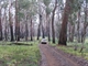 Forest burnt by 2003 bushfires