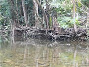 Looking upstream