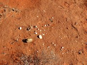 Aboriginal tool remains