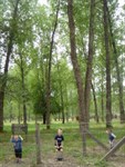 Stand of poplars