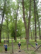 Poplars Reserve (Loch Valley) Campsites