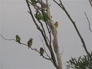 Budgies in the breeze