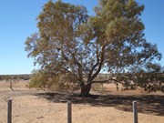 Lone Gum
