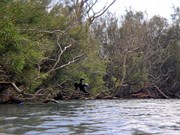 cormorant at Dalhousie Springs 2005