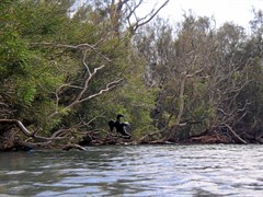 Dalhousie Springs