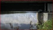Upstream under the Bridge