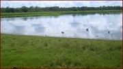 Mamukala Wetlands 